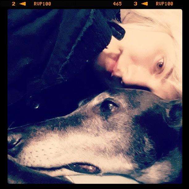 Greyhound Photograph - My Pup Pup #maudepup #daringeasyjet by Taryn Lyn