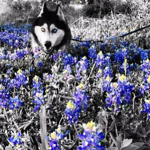 Flower Photograph - My Puppy Playing In The Flowers! #dog by Melissa Napolitano