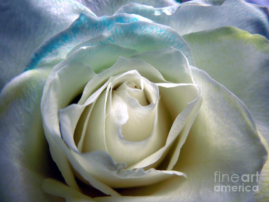 Rose Photograph - My Rainbow Rose by Renee Trenholm