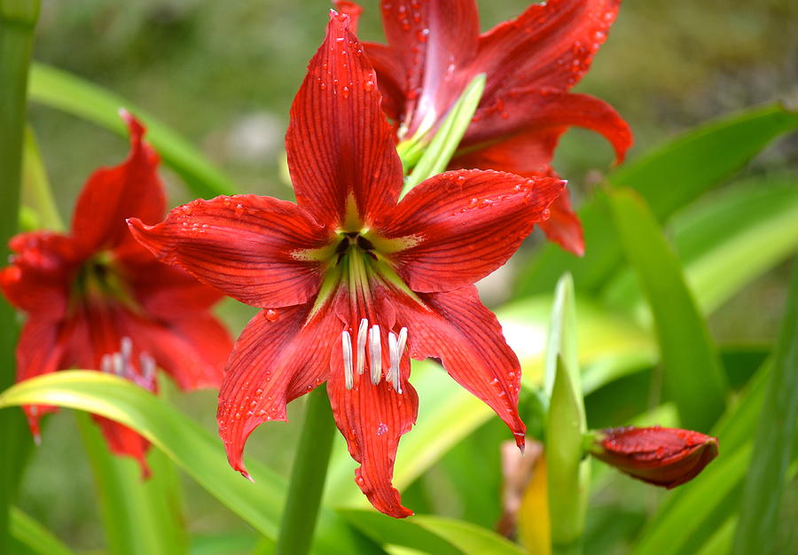 My Red Daylily...after the rain Photograph by Lehua Pekelo-Stearns