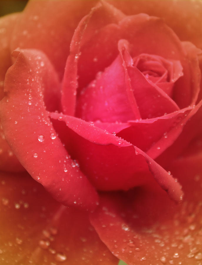 Rose Photograph - My Romantic Heart by The Art Of Marilyn Ridoutt-Greene