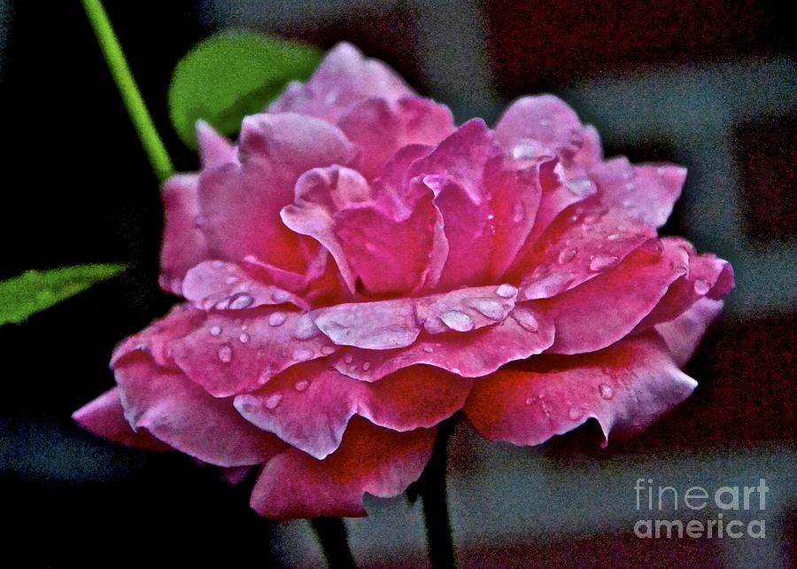 My Rose Photograph by Carol  Bradley