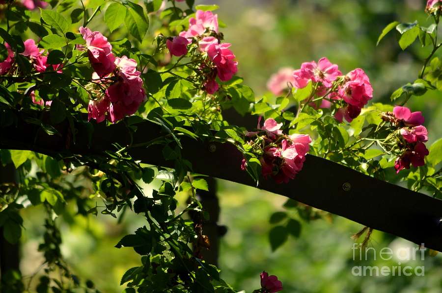 My Rose Garden Photograph by Susanne Van Hulst