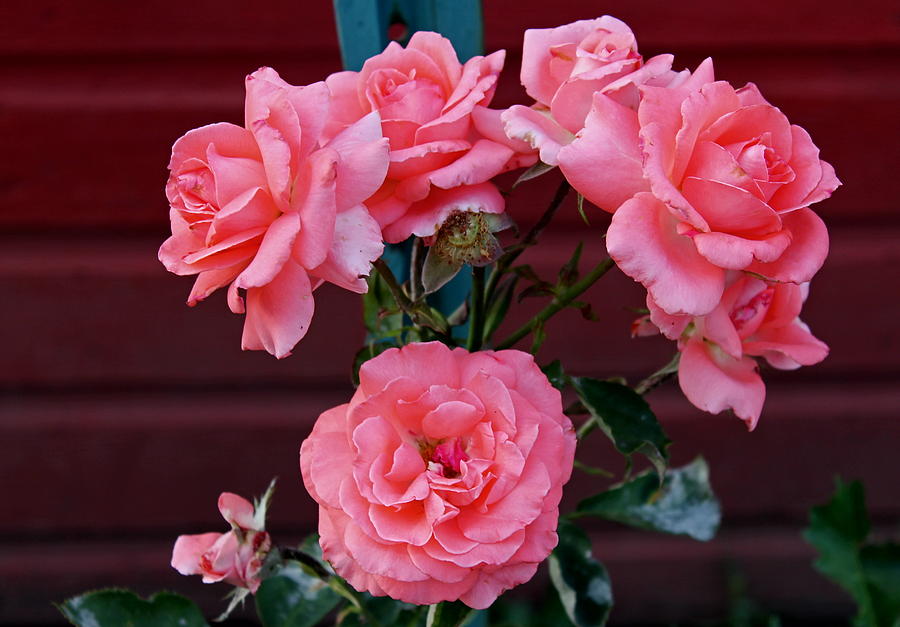 Flower Photograph - My Rose Garden by Victoria Sheldon
