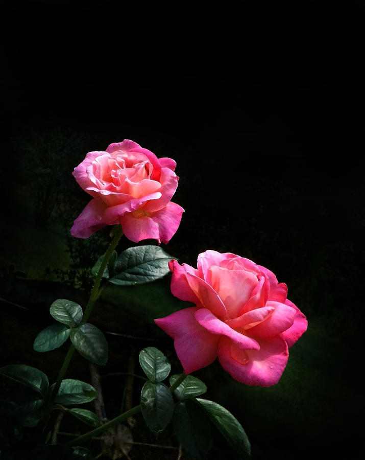 My Roses In The Light Photograph