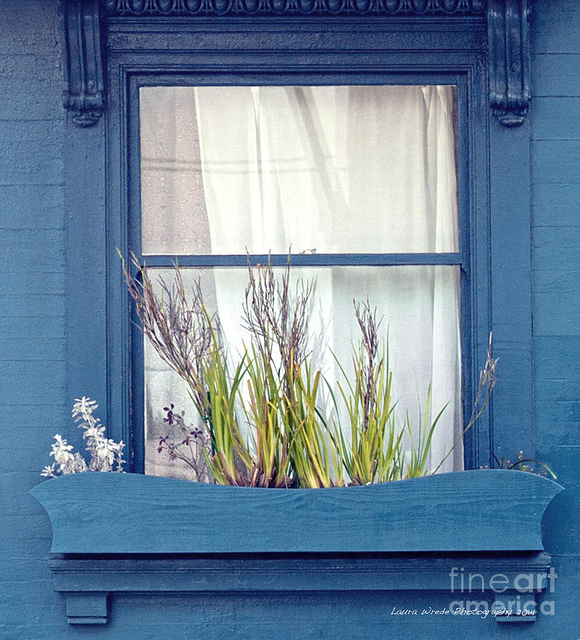 My San Francisco Window Garden Photograph by Artist and Photographer Laura Wrede