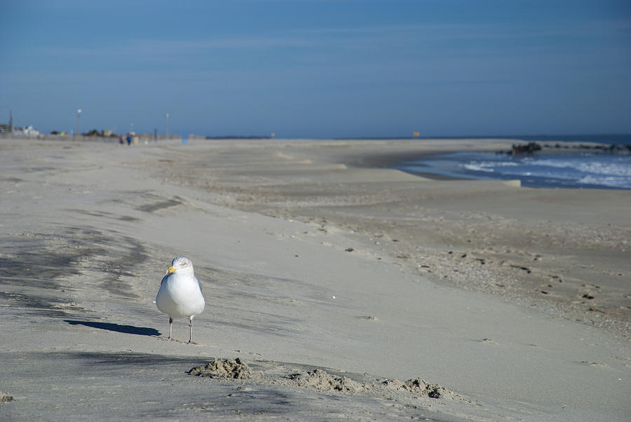 Seagull Photograph - My Seagull Friend by Jennifer Ancker