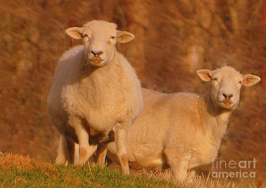 Sheep Photograph - My Sheep ...   by Lydia Holly