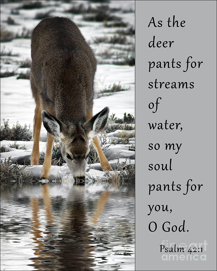 My Soul Pants For God Photograph by Priscilla Burgers