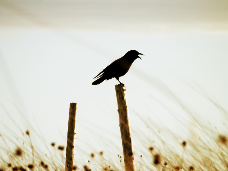 Crow Photograph - My Stage by Zinvolle Art