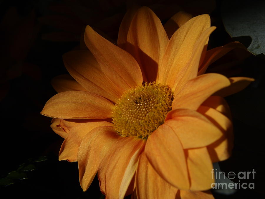 Nature Photograph - My sun flower by Victoria Herrera