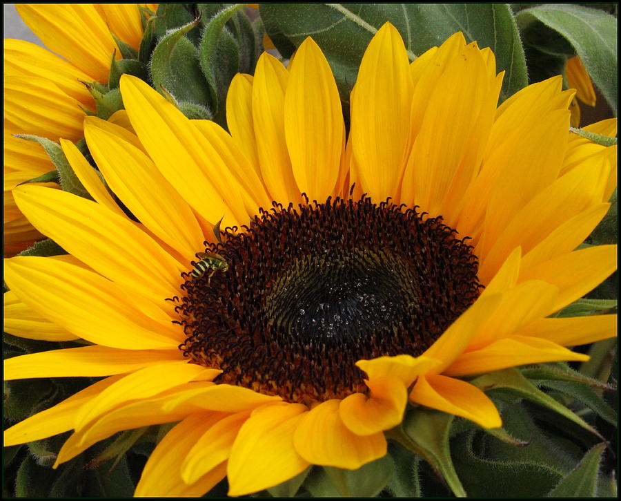Sunflower - My Sunshine Photograph by Dora Sofia Caputo