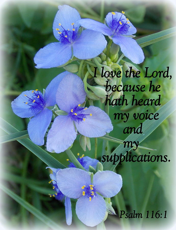 My Supplications Photograph by Sheri McLeroy