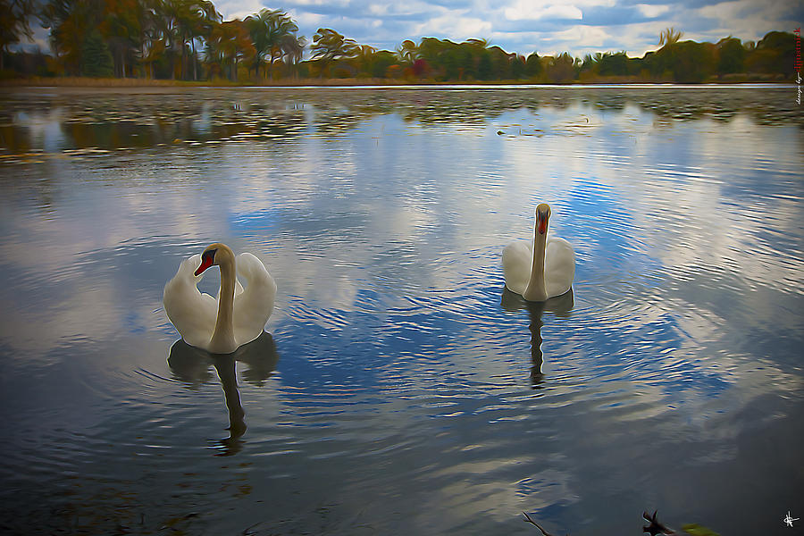 My Swans Photograph by A And N Art