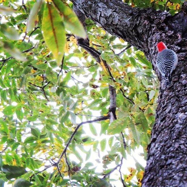 My Sweet And Very Loud Woodpecker Photograph by Allison  Zapata