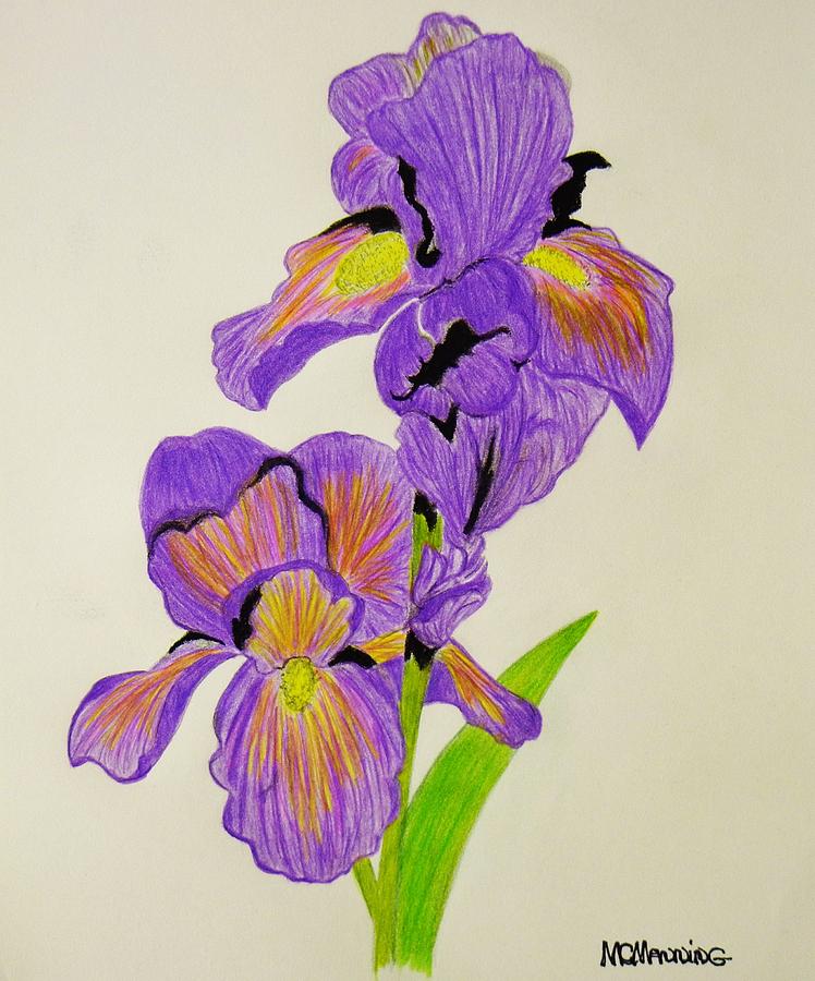 My Sweet Iris Drawing by Celeste Manning