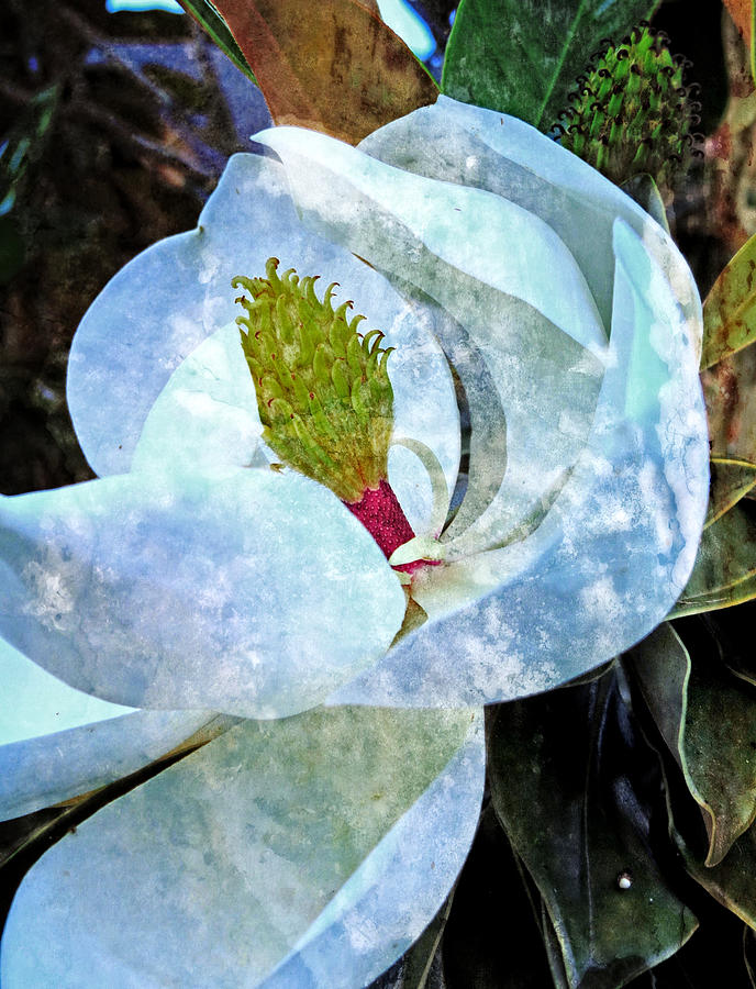 My Sweet Magnolia Photograph by Ella Kaye Dickey