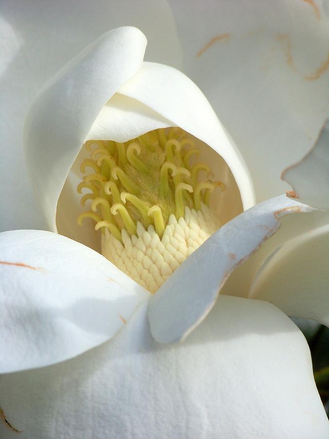 My Sweet Magnolia Photograph by Karen Wiles