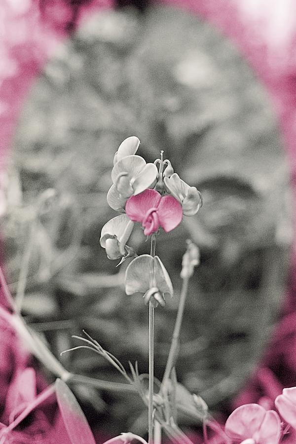 My Sweet Pea Photograph by HW Kateley