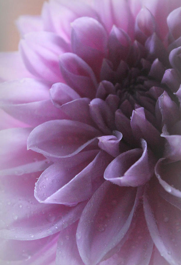Flower Photograph - My Sweet Serenade by The Art Of Marilyn Ridoutt-Greene
