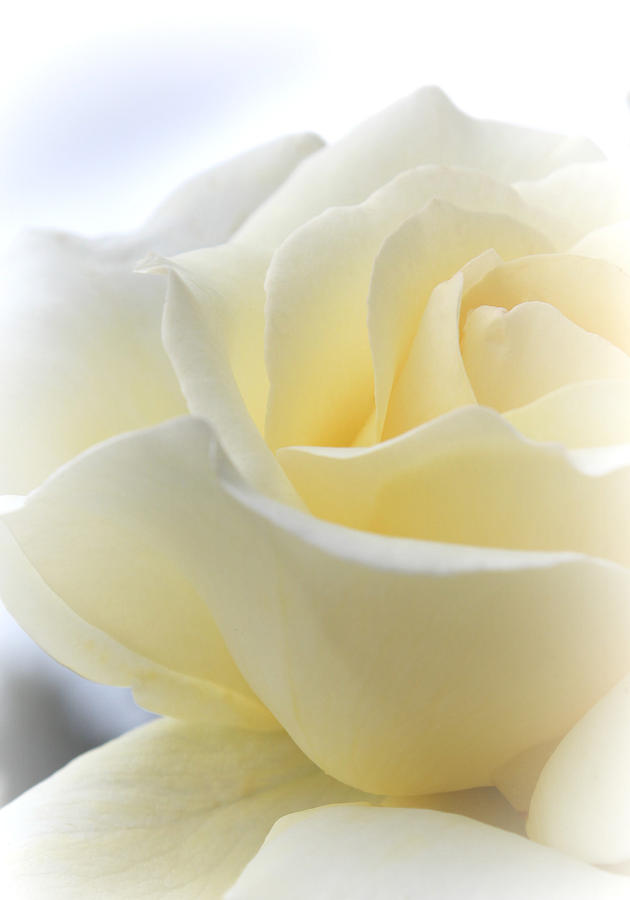 Rose Photograph - My Sweet Summer Rose by The Art Of Marilyn Ridoutt-Greene