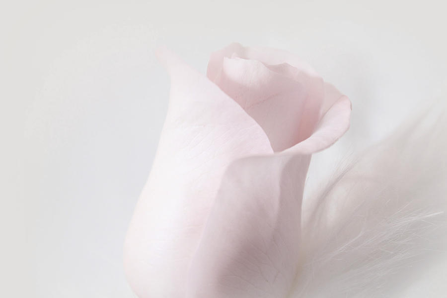 My Sweet Tender Rose Photograph by The Art Of Marilyn Ridoutt-Greene