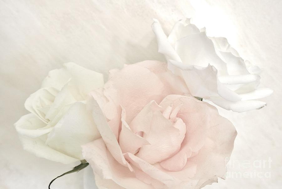 My Sweetheart Roses Photograph by Marsha Heiken