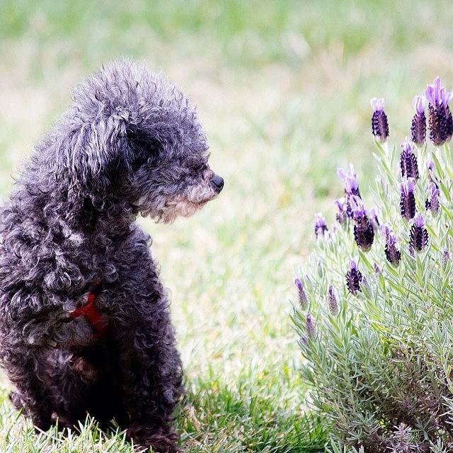 Animal Photograph - My Teacup Poodle Smelling My Lavender by Patty Warwick