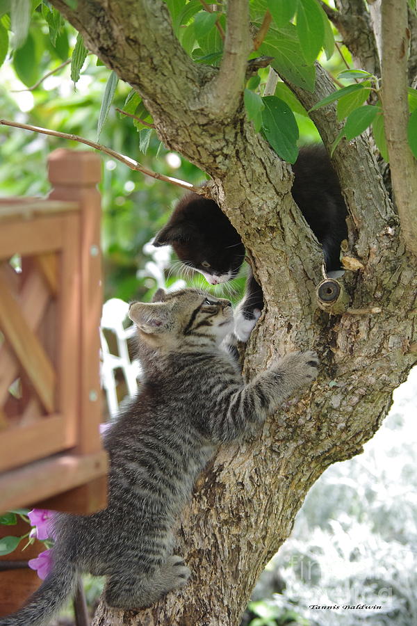 Cat Photograph - My Tree by Tannis  Baldwin