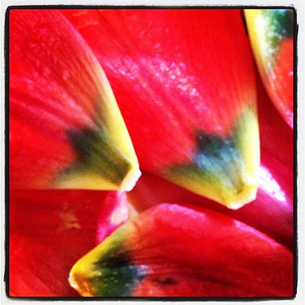 Igers Photograph - My Tulip Petals. #instagood by Kevin Smith