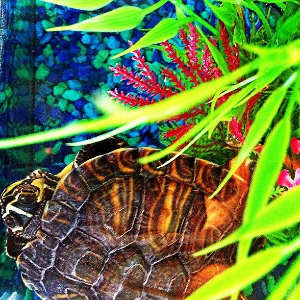 Turtle Photograph - My Turtle Doesnt Like Me Taking by Krissy Unger