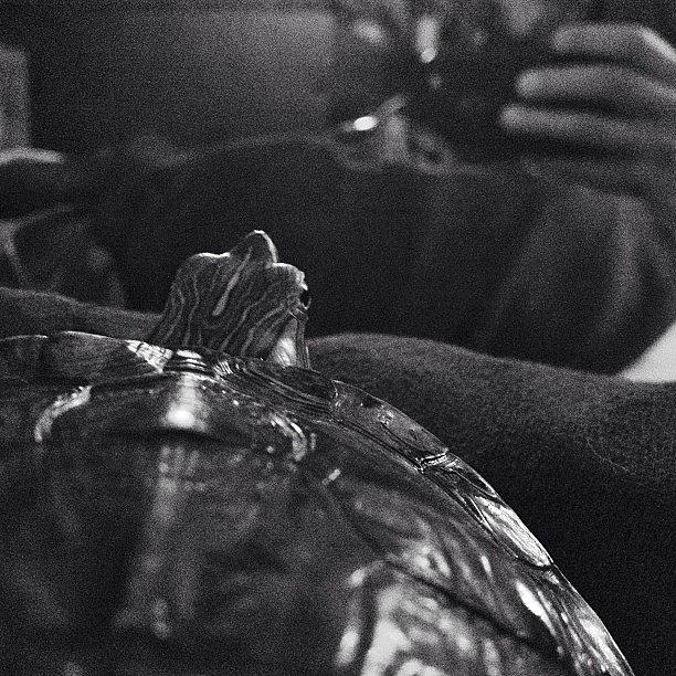 Turtle Photograph - My Turtles Go On Adventures 🐢🐢 by Jonathan Pierce