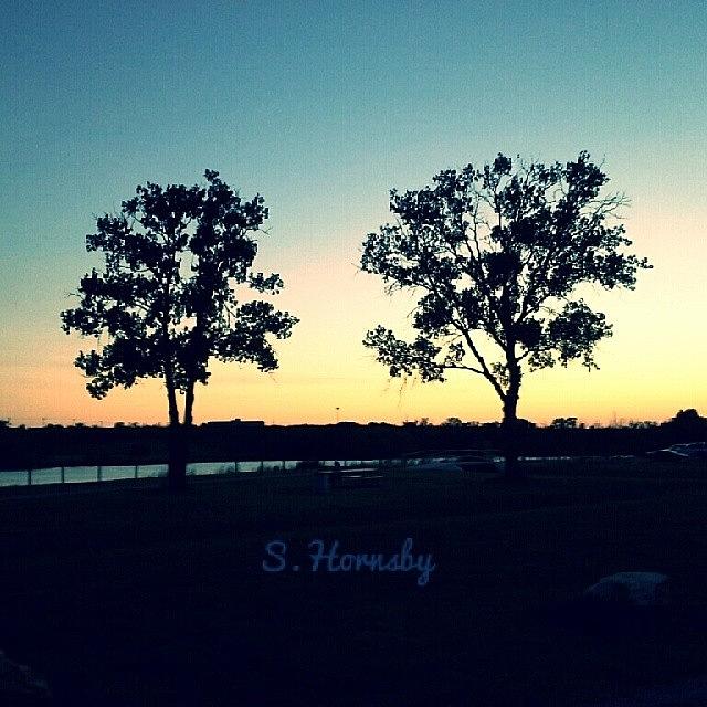 My Two Favorite Trees Photograph by Samantha Hornsby