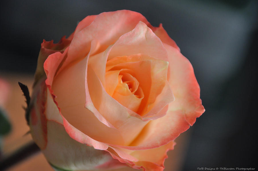 My Valentine Rose Photograph by Teresa Blanton