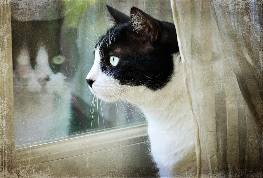Cat Photograph - My View by Fraida Gutovich