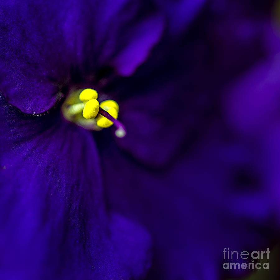 Flower Photograph - My Violet IV by Tamyra Ayles