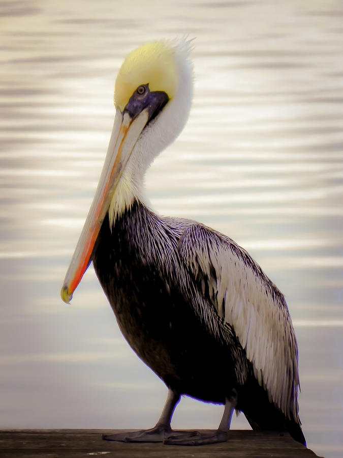 Bird Photograph - My Visitor by Karen Wiles