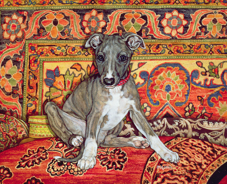 My Whippet Baby Photograph by Ditz