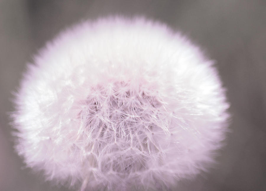 Dandelions Photograph - My Wish  by The Art Of Marilyn Ridoutt-Greene