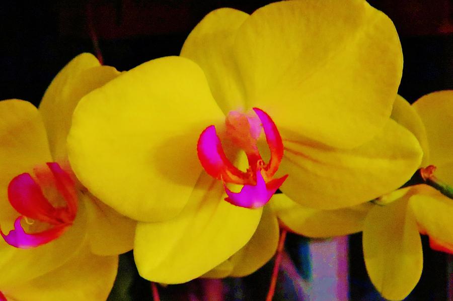 My Yellow Orchid Photograph by Jeanette Oberholtzer