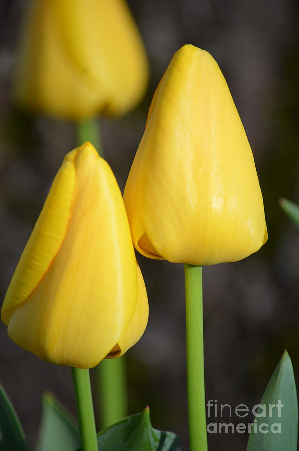 My Yellow Tulips Photograph by Maria Urso