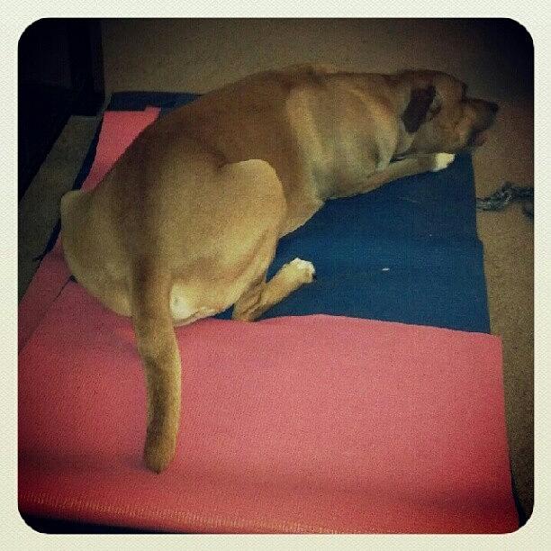 Dog Photograph - My Yoga Mats Are Now A Temporary #dog by Anne Simon