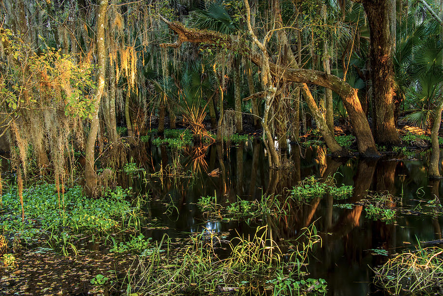 Myakka Forest Sunset by Russ Burch Myakka Forest Sunset by Russ Burch