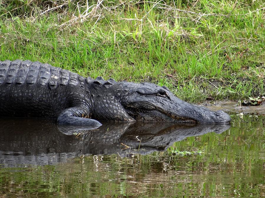 Myakka River Alligator Photograph by Keith Stokes