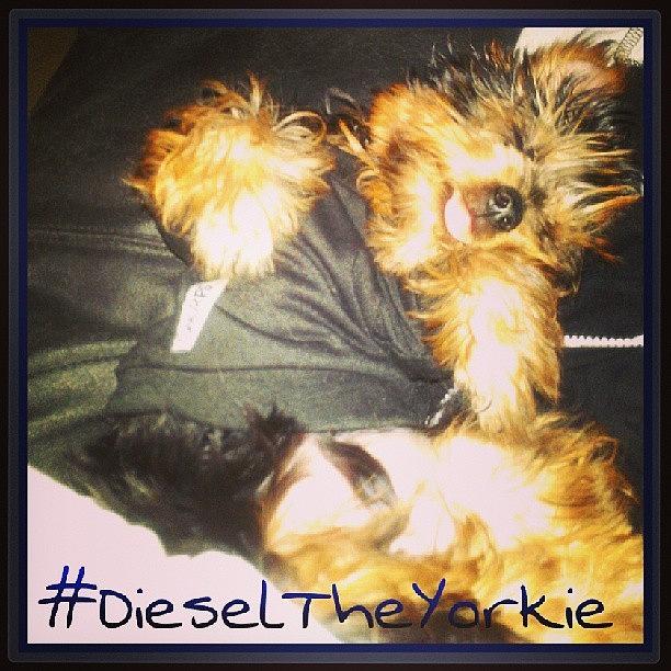 Cute Photograph - #mybaby #diesel #sleeping On The Couch by Vivid Audacity