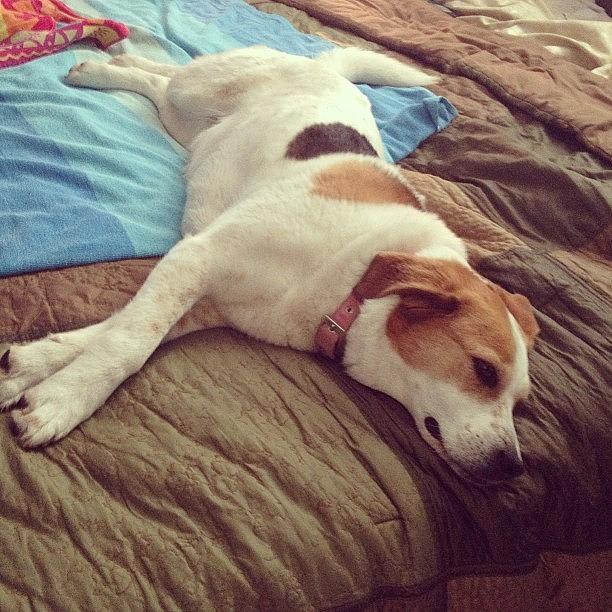 Dog Photograph - #mydogdaisy Chillaxin by Melissa Lutes Dog Photograph - #mydogdaisy Chillaxin by Melissa Lutes