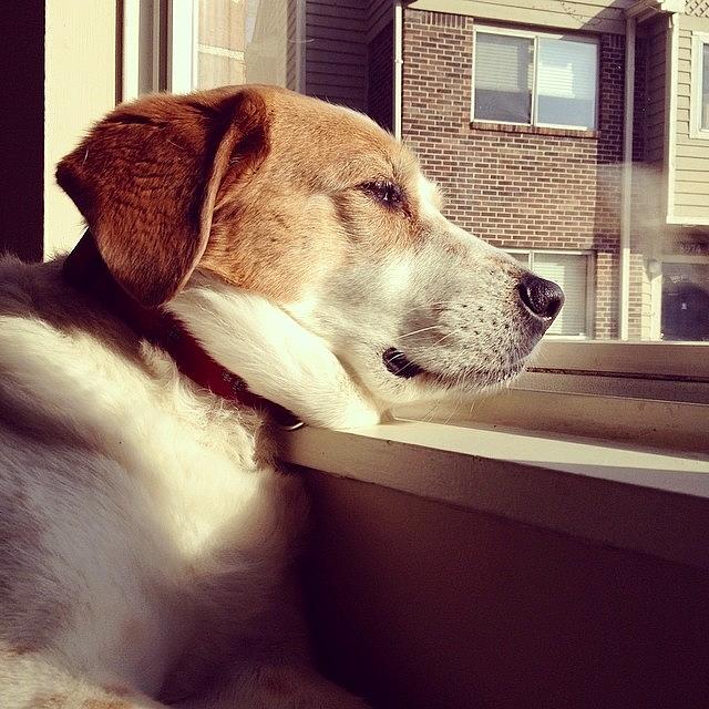 Indianapolis Photograph - #mydogdaisy Enjoying Early Morning Sun by Melissa Lutes