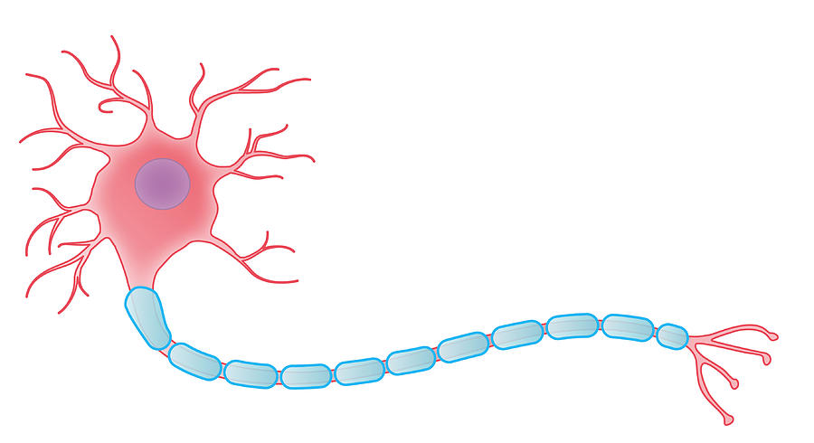 Myelinated Neuron, Illustration Photograph by MedicalWriters