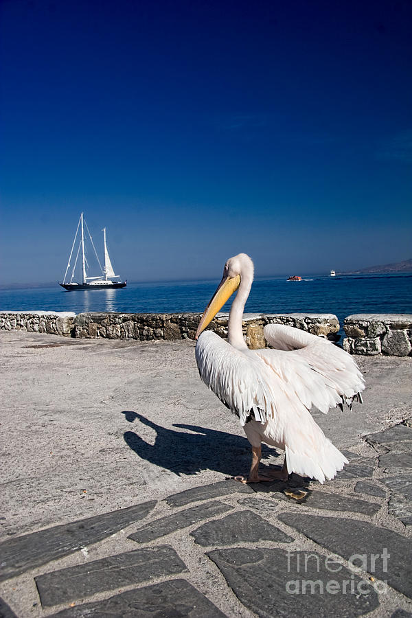 Greek Photograph - Mykonos Pelican by David Smith