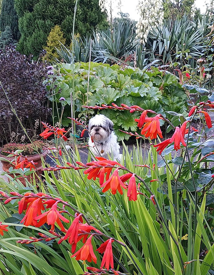 myLO the gardener Photograph by Val Byrne